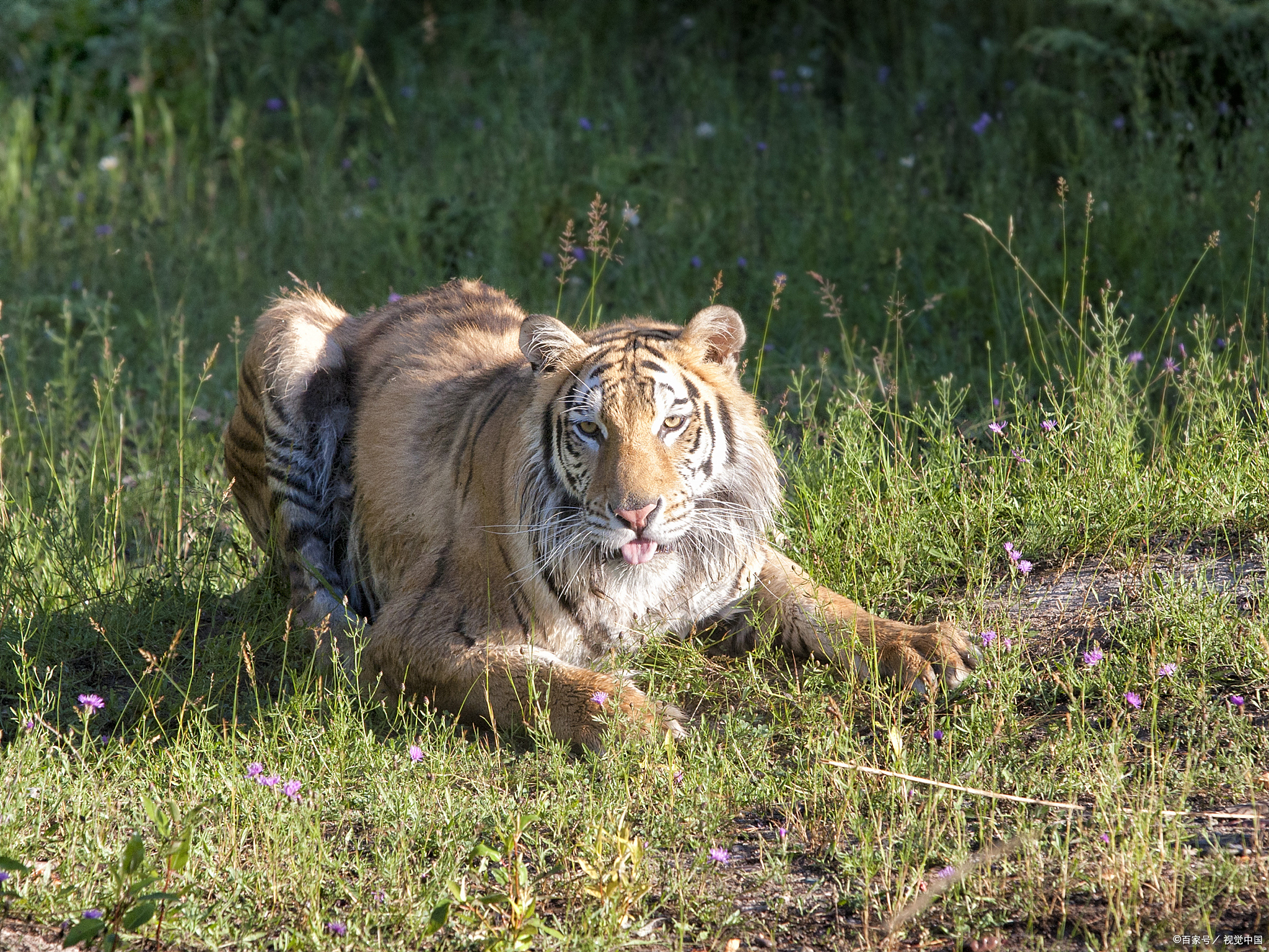 雄狮大胜雄虎,詹姆斯独得31分 雄狮大胜雄虎,詹姆斯独得31分