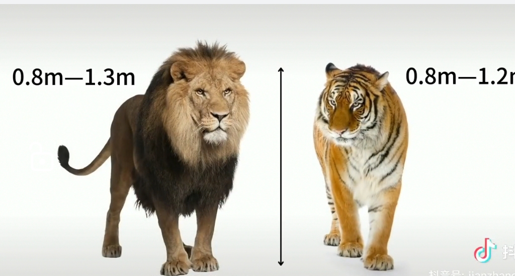 雄狮大胜雄虎,詹姆斯独得31分 雄狮大胜雄虎,詹姆斯独得31分